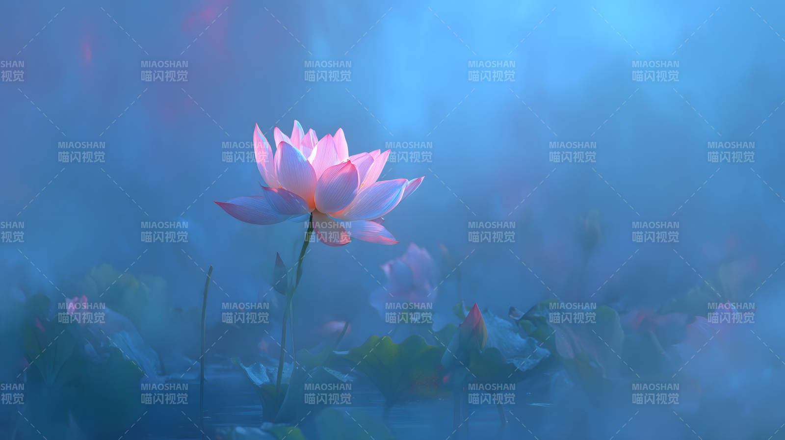 唯美莲花绽放水面意境悠远图片