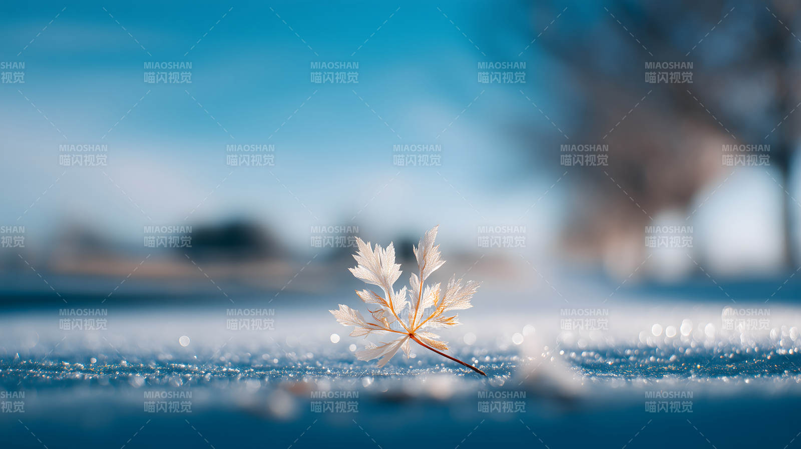 冬日落叶晶莹剔透图片