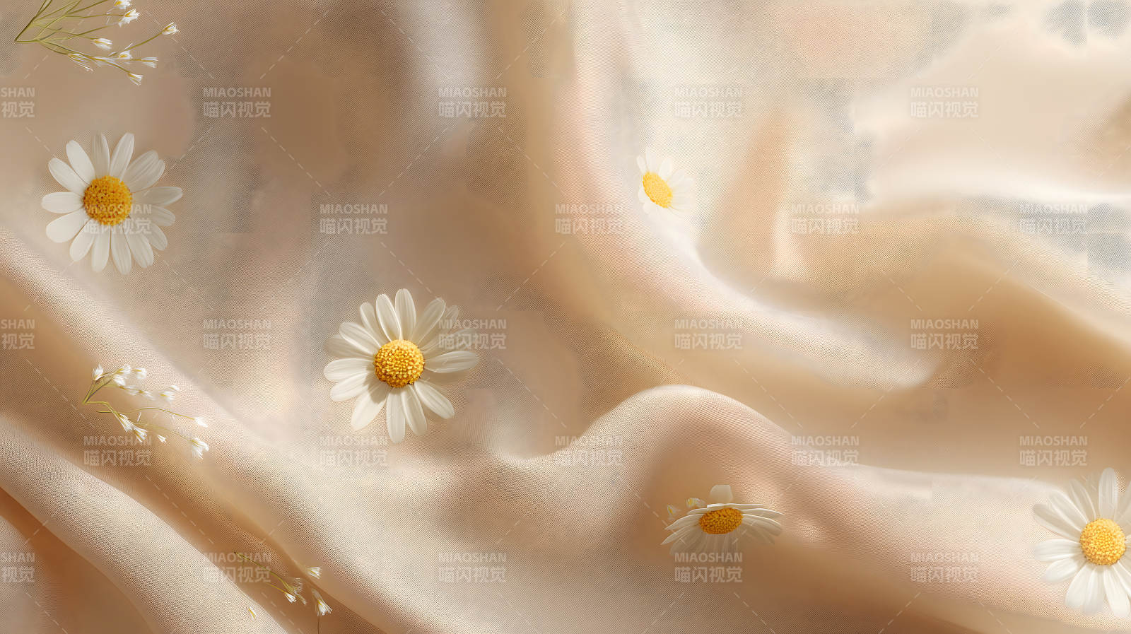 白色雏菊在奶油色丝绸上绽放图片