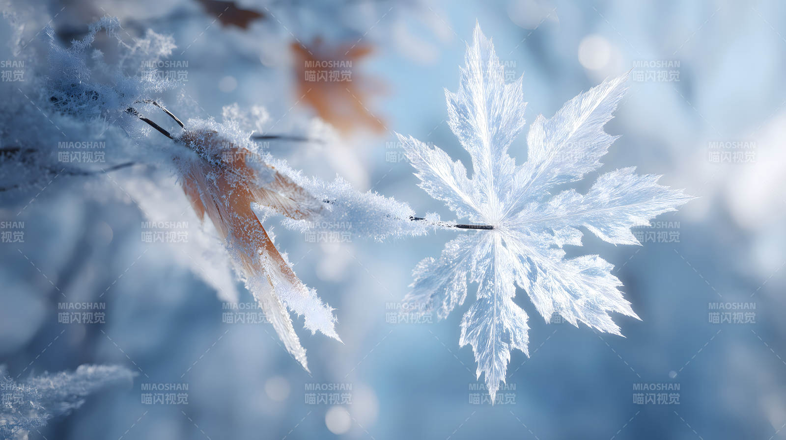 雪花点缀下的枫叶景象图片