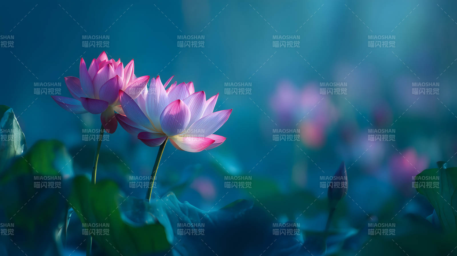 粉色莲花在蓝色背景下绽放图片