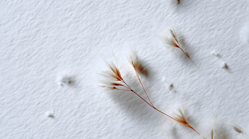 白色背景上的植物图片