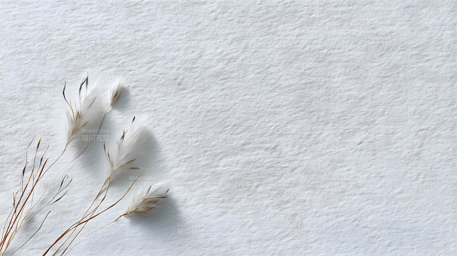 白色背景下的羽毛植物图片