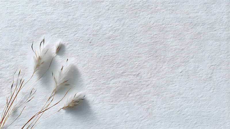 白色背景下的羽毛植物图片