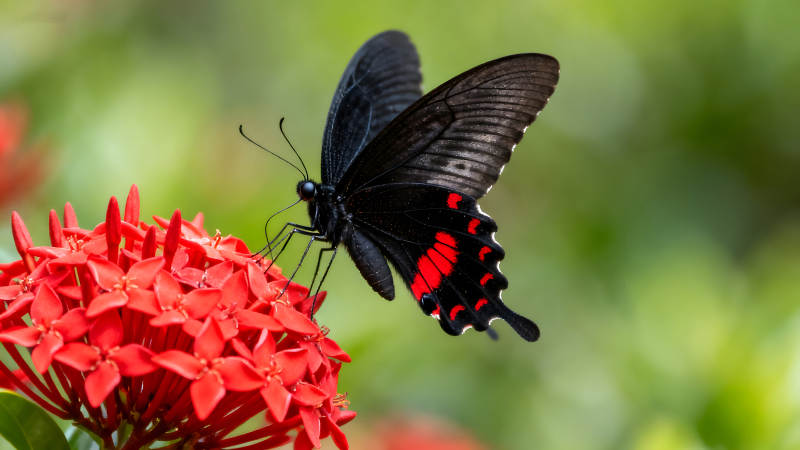 黑蝴蝶停歇在红花上图片