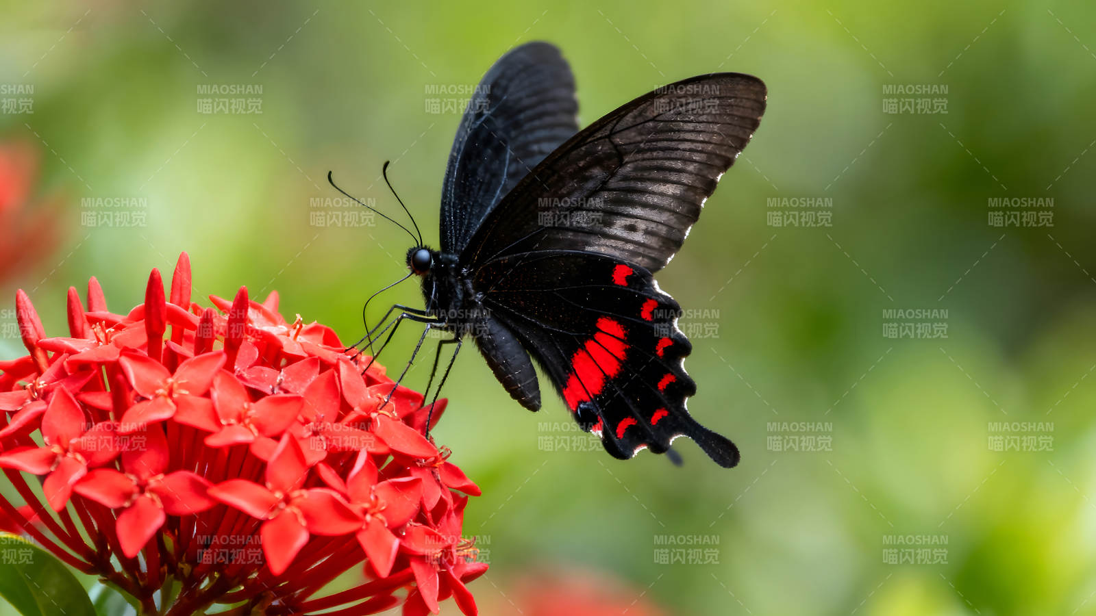 黑蝴蝶停歇在红花上图片