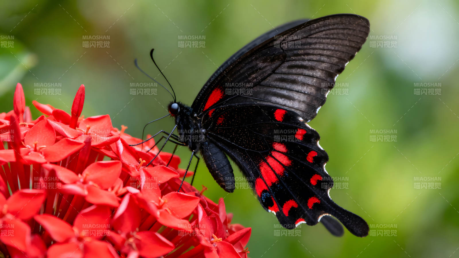 红花上的黑蝴蝶图片