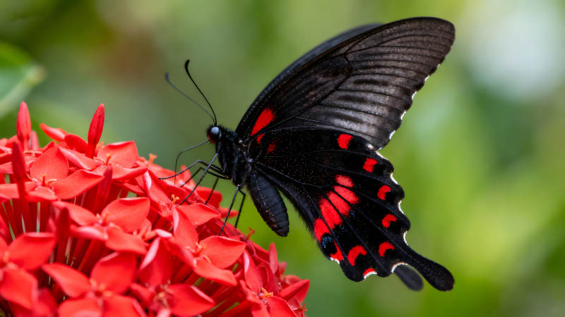 红花上的黑蝴蝶图片