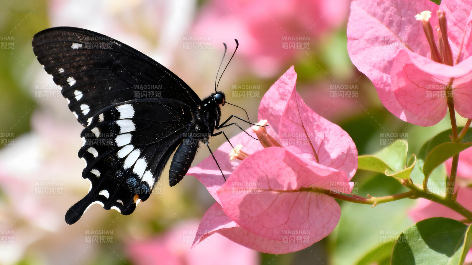 黑蝴蝶粉红花朵摄影特写图片