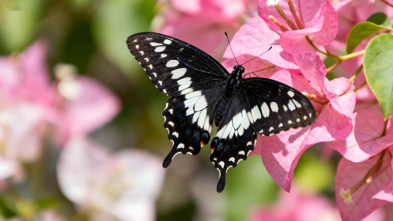 蝴蝶在粉色花朵上休憩图片