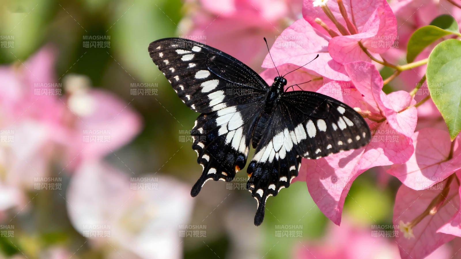 蝴蝶在粉色花朵上休憩图片