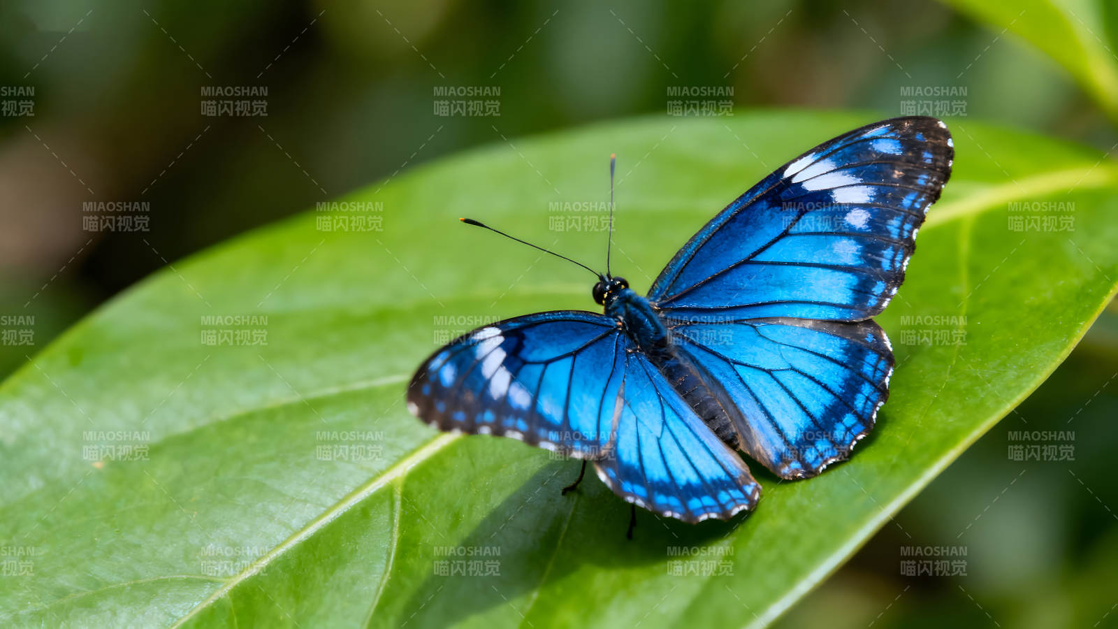蓝蝴蝶停在绿叶上姿态优美图片
