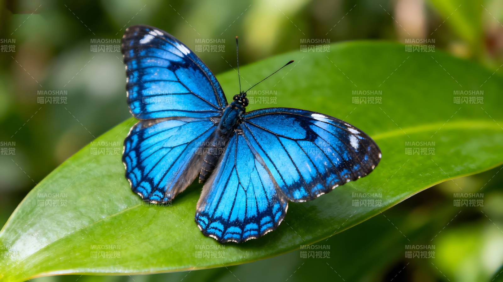蓝色蝴蝶停在绿叶上图片