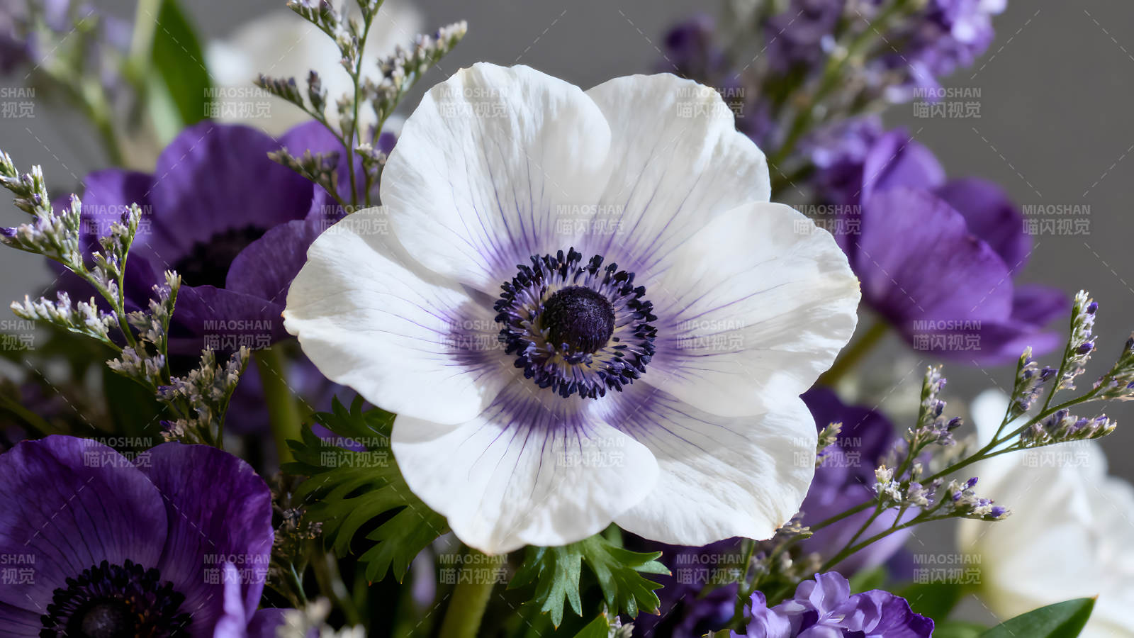 白色花朵与紫色花束特写图片