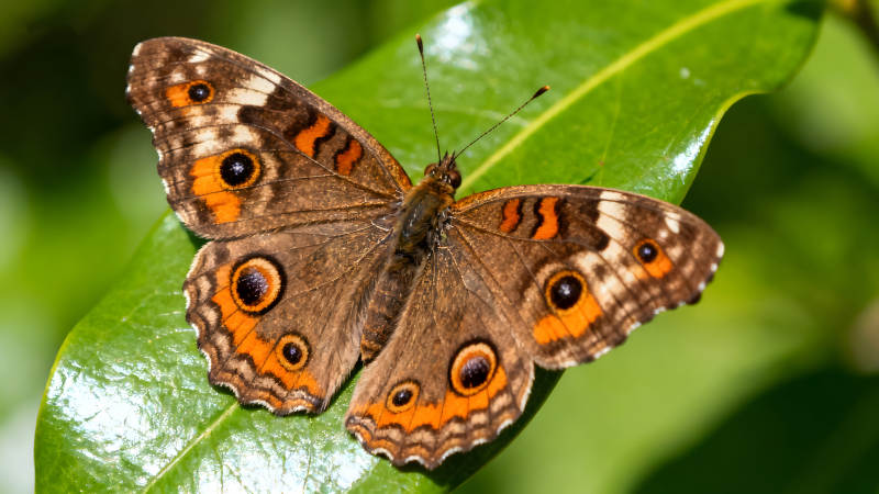 蝴蝶停在绿叶上展开翅膀图片