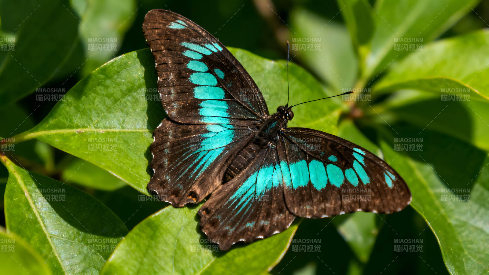 翠蓝蝶停于绿叶之上图片