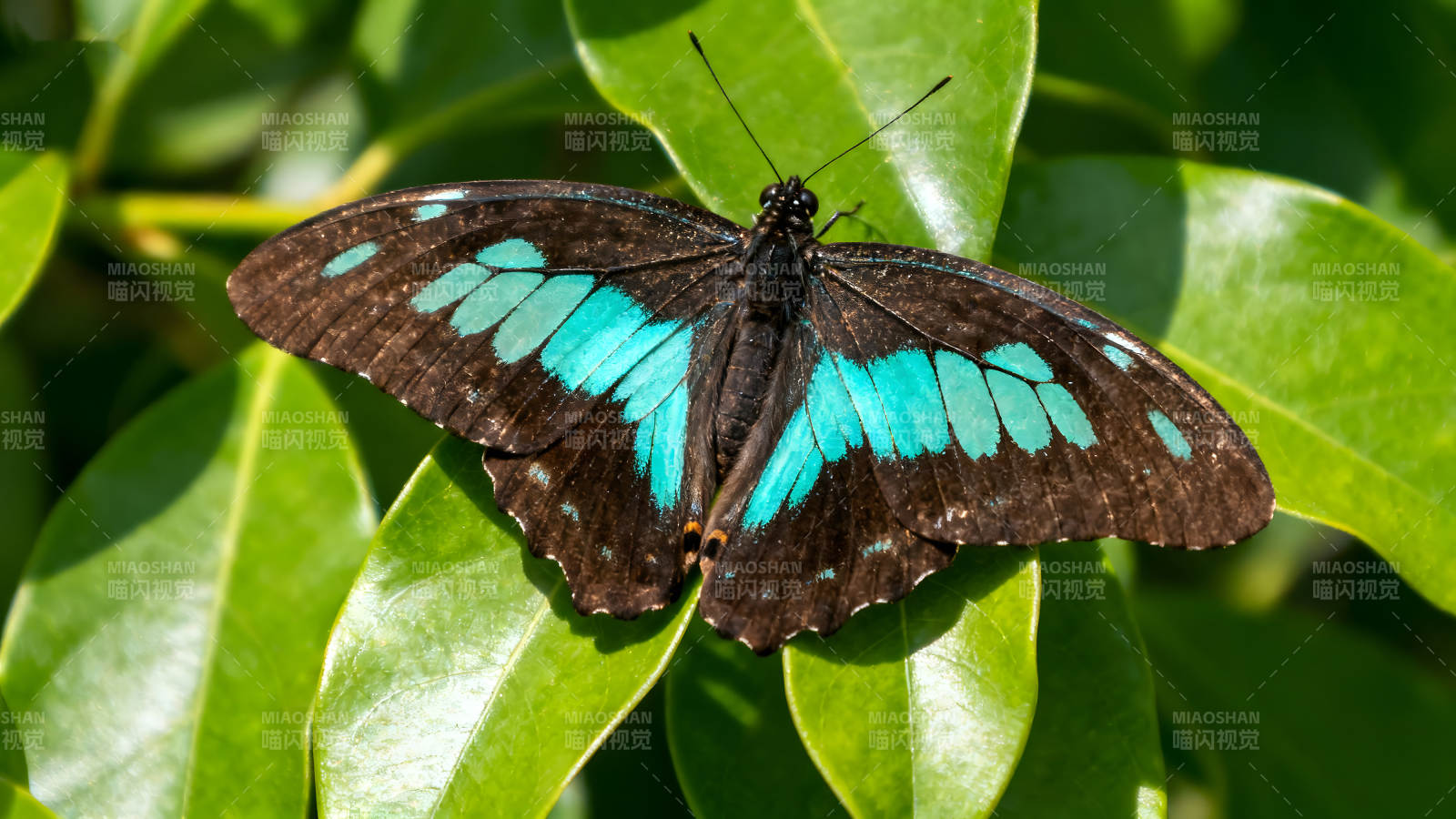 翠蓝蝶翼停驻绿叶之上图片