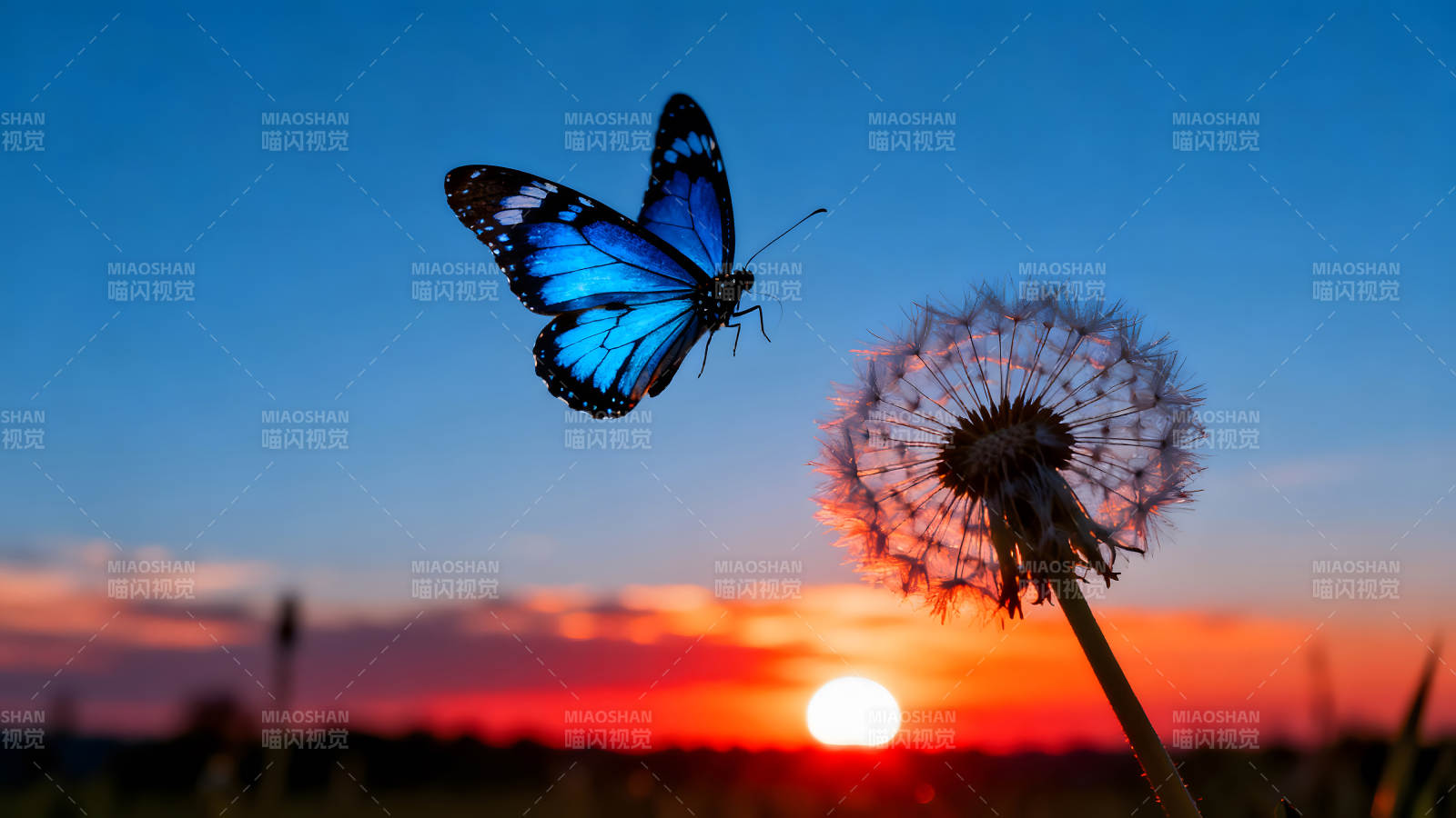 蓝蝶飞舞夕阳下蒲公英图片