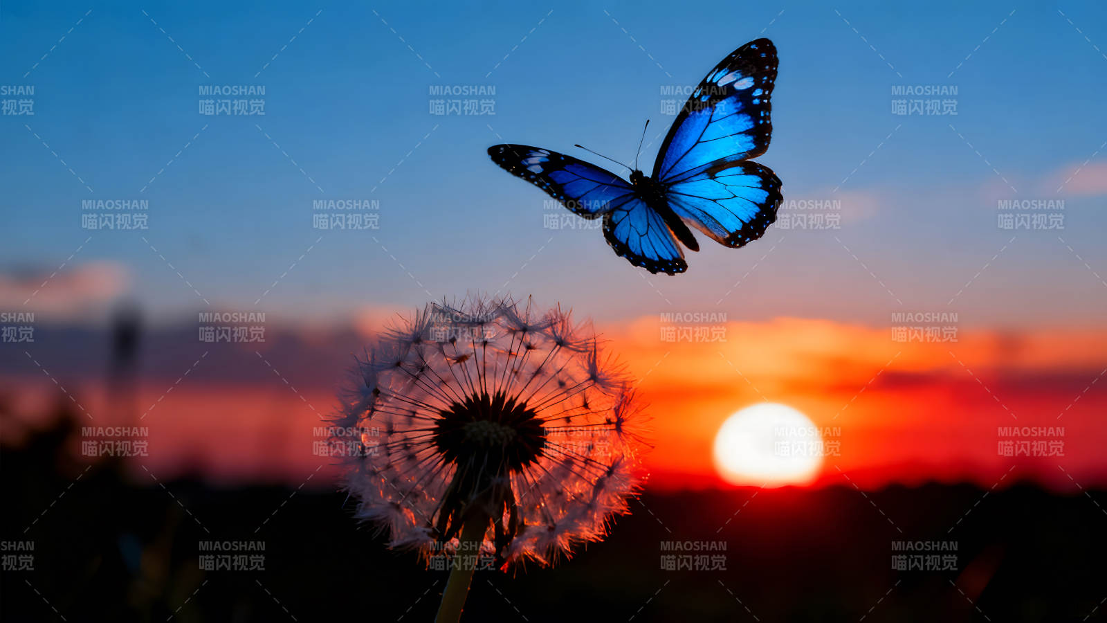 夕阳下蝴蝶与蒲公英图片
