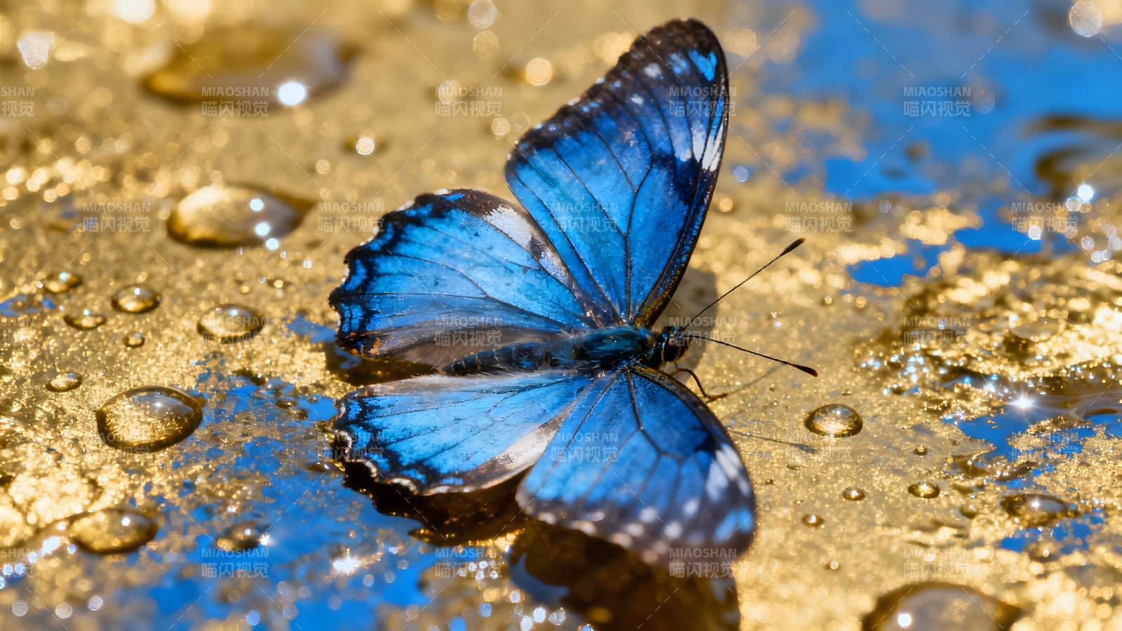 蓝色蝴蝶栖息金黄表面水珠环绕图片