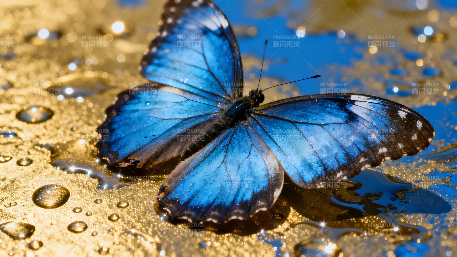 蓝蝴蝶在金色液体中展开翅膀图片