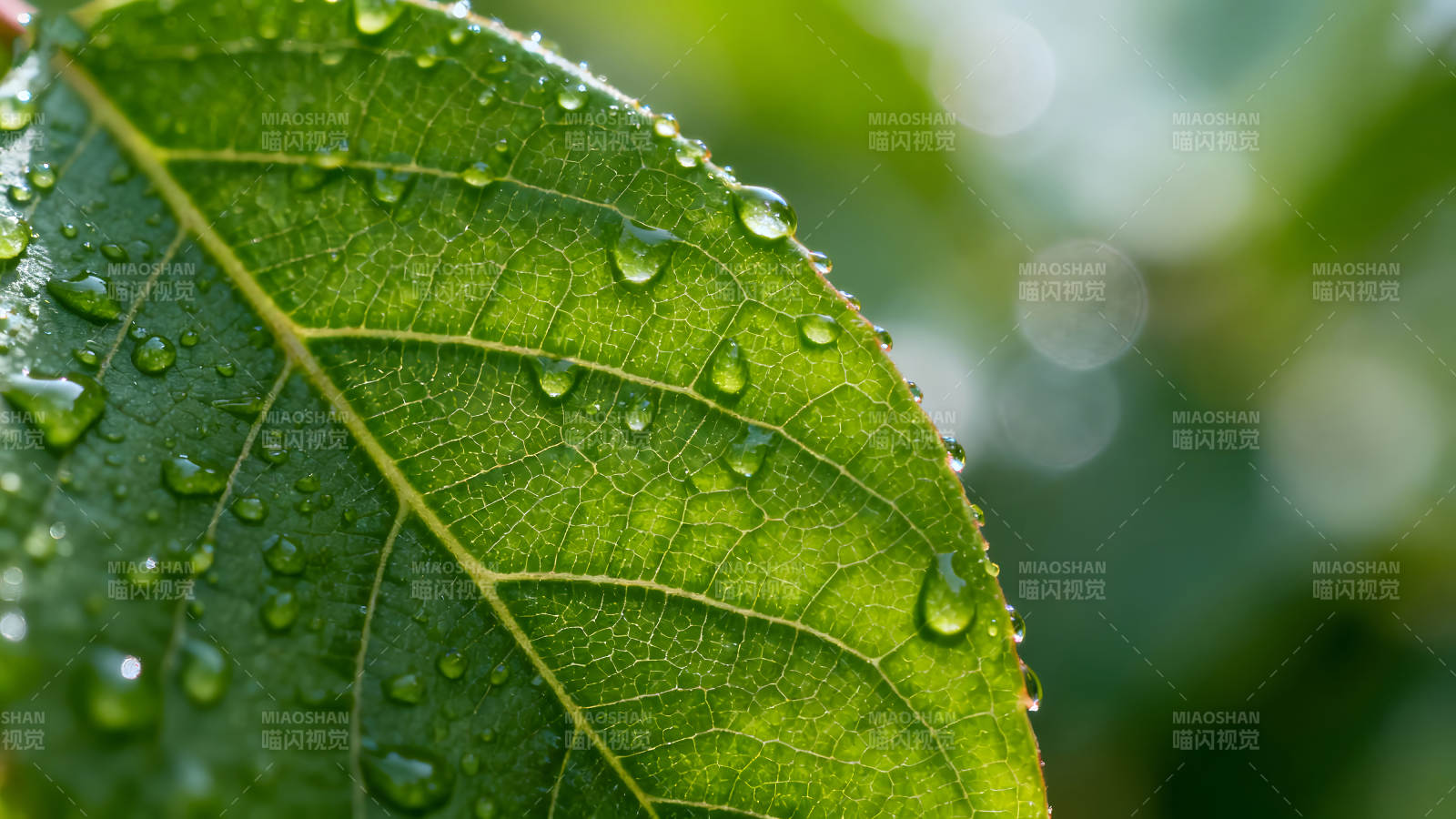绿叶水珠细节特写光线通透质感图片