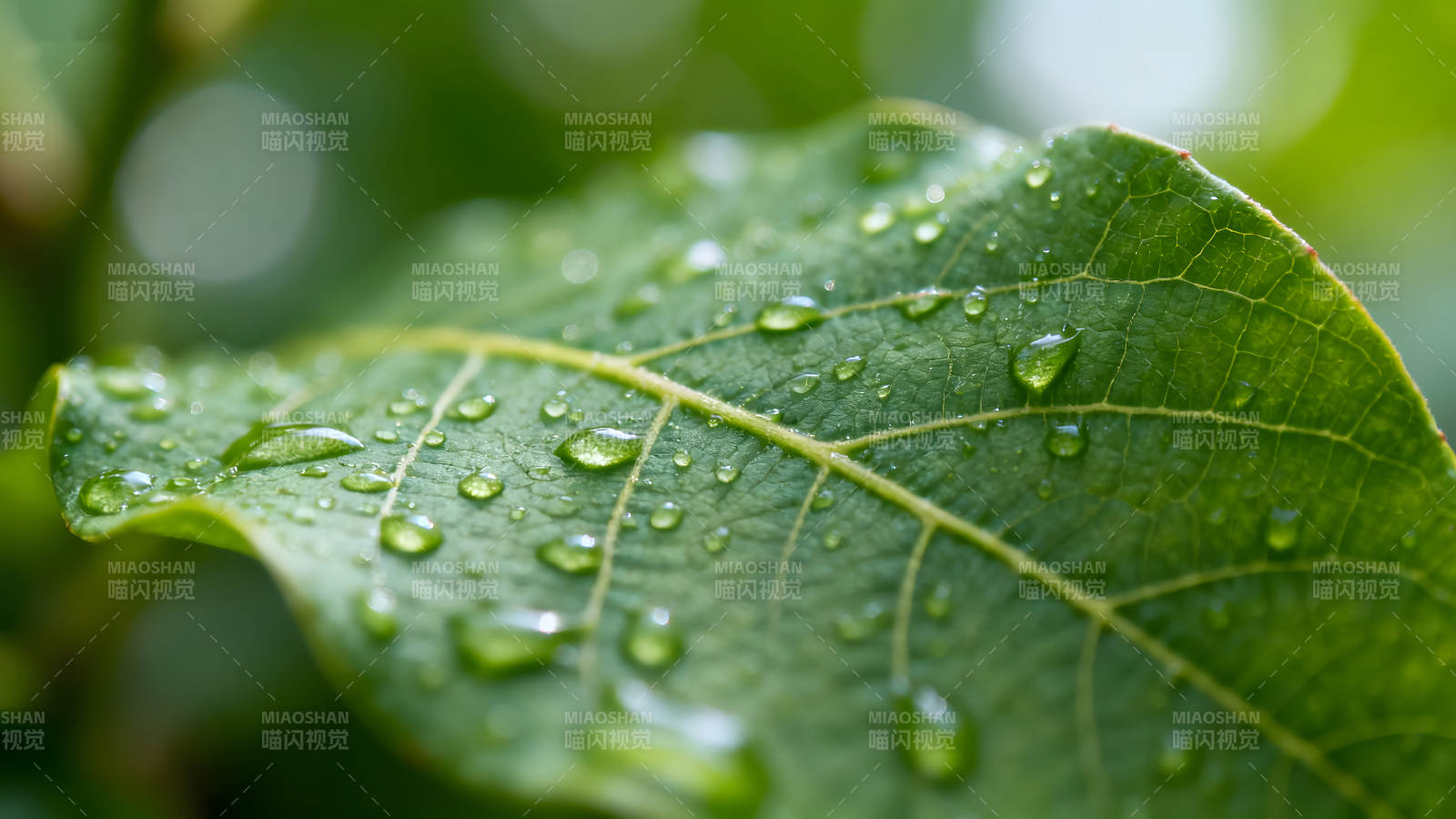 绿叶上的水滴特写展现自然之美图片