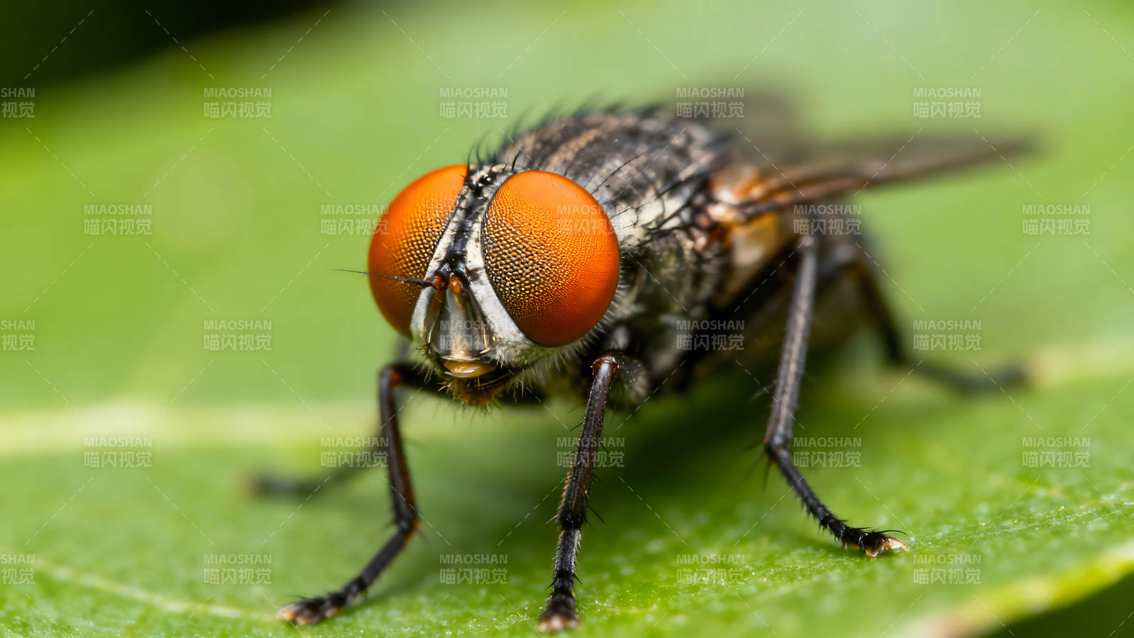 特写苍蝇在绿叶上眼睛炯炯有神图片