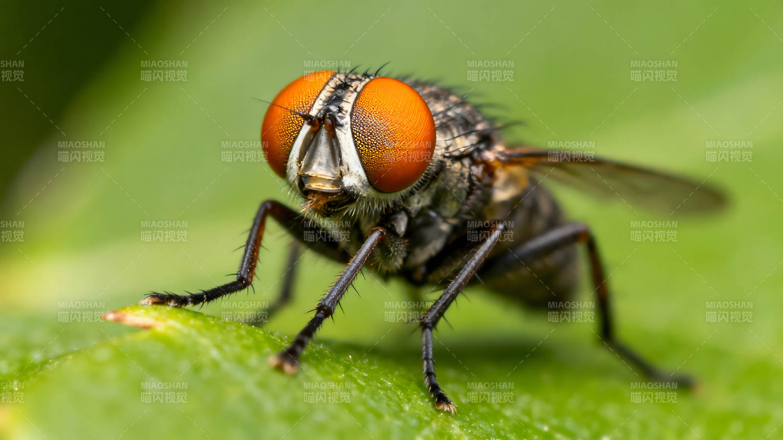 一只苍蝇在绿叶上特写镜头图片
