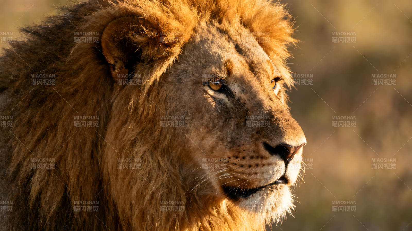 雄狮特写阳光照耀眼神犀利图片