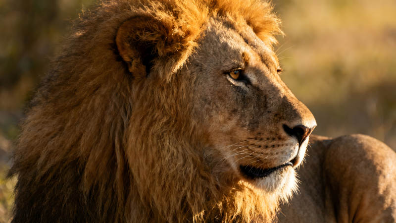 雄狮侧面特写阳光照射毛发质感图片