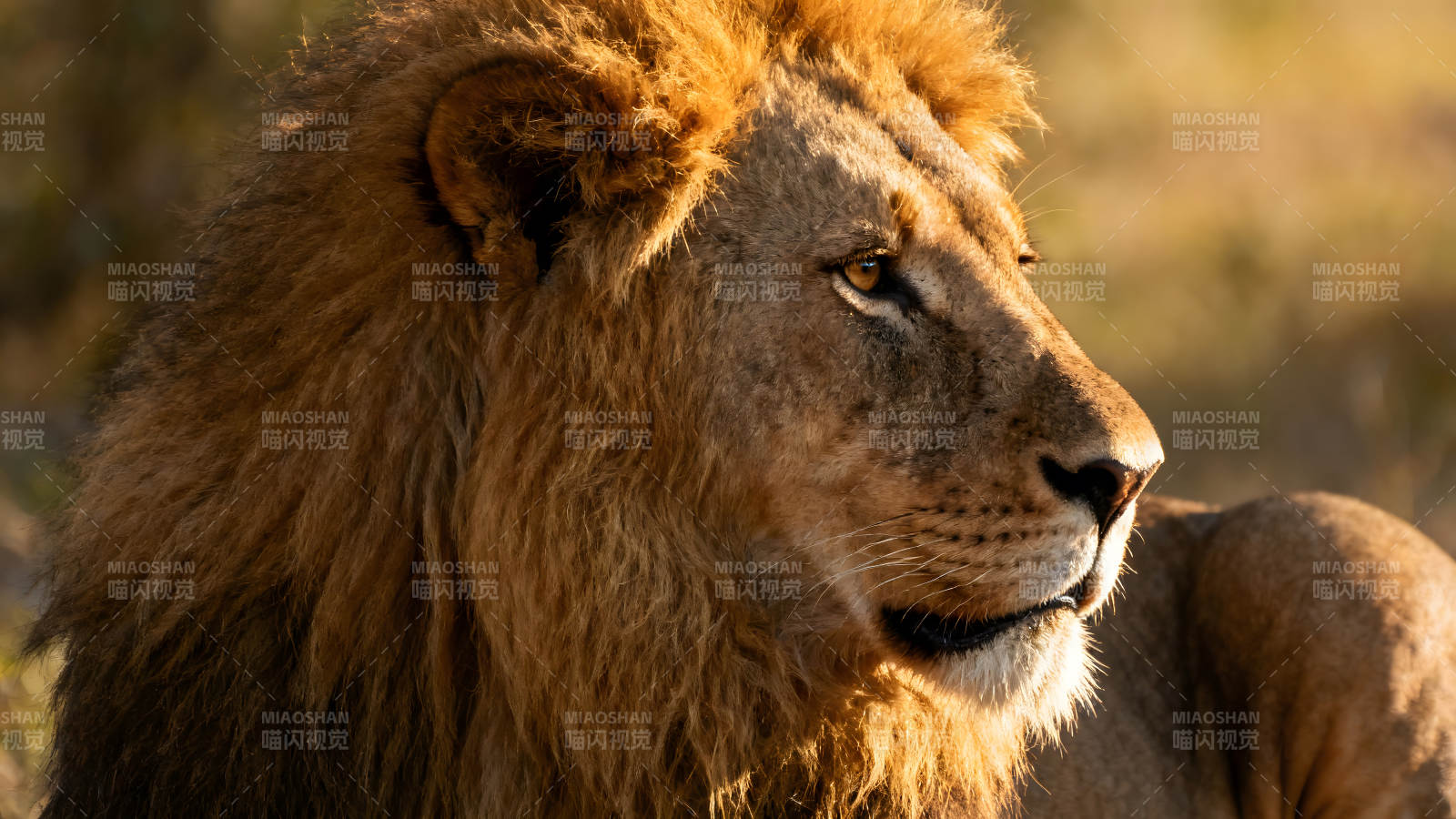 雄狮侧面特写阳光照射毛发质感图片