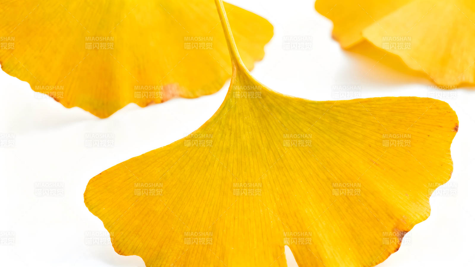 金黄银杏叶特写秋日景象图片