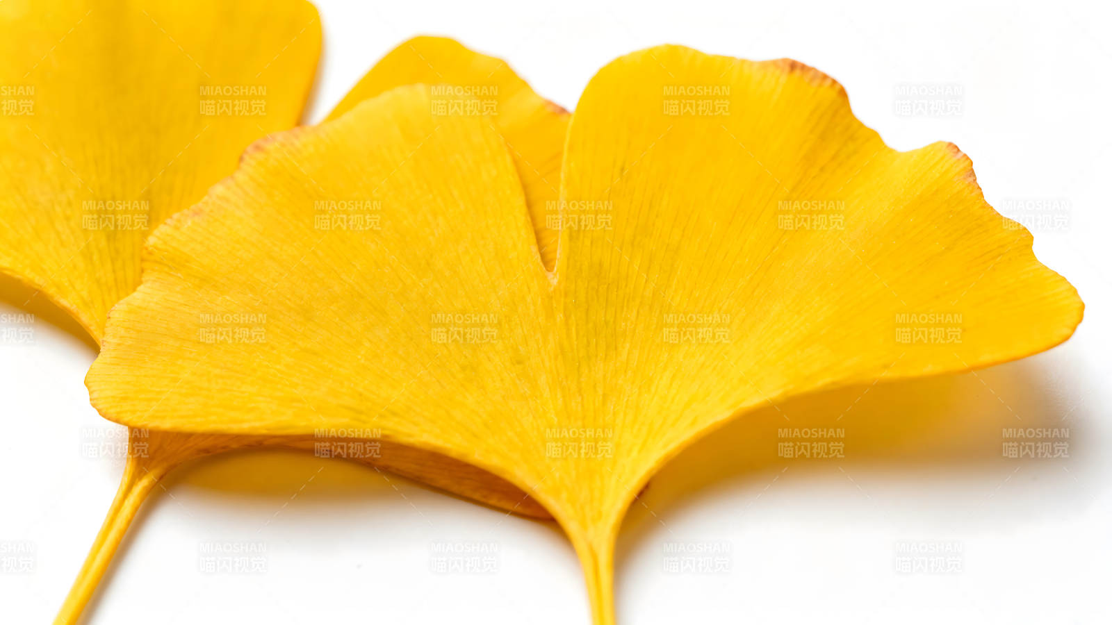 金黄银杏叶的特写照片图片