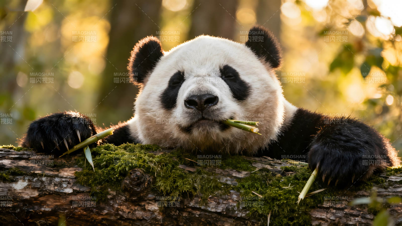憨态可掬的熊猫正在啃食竹子图片