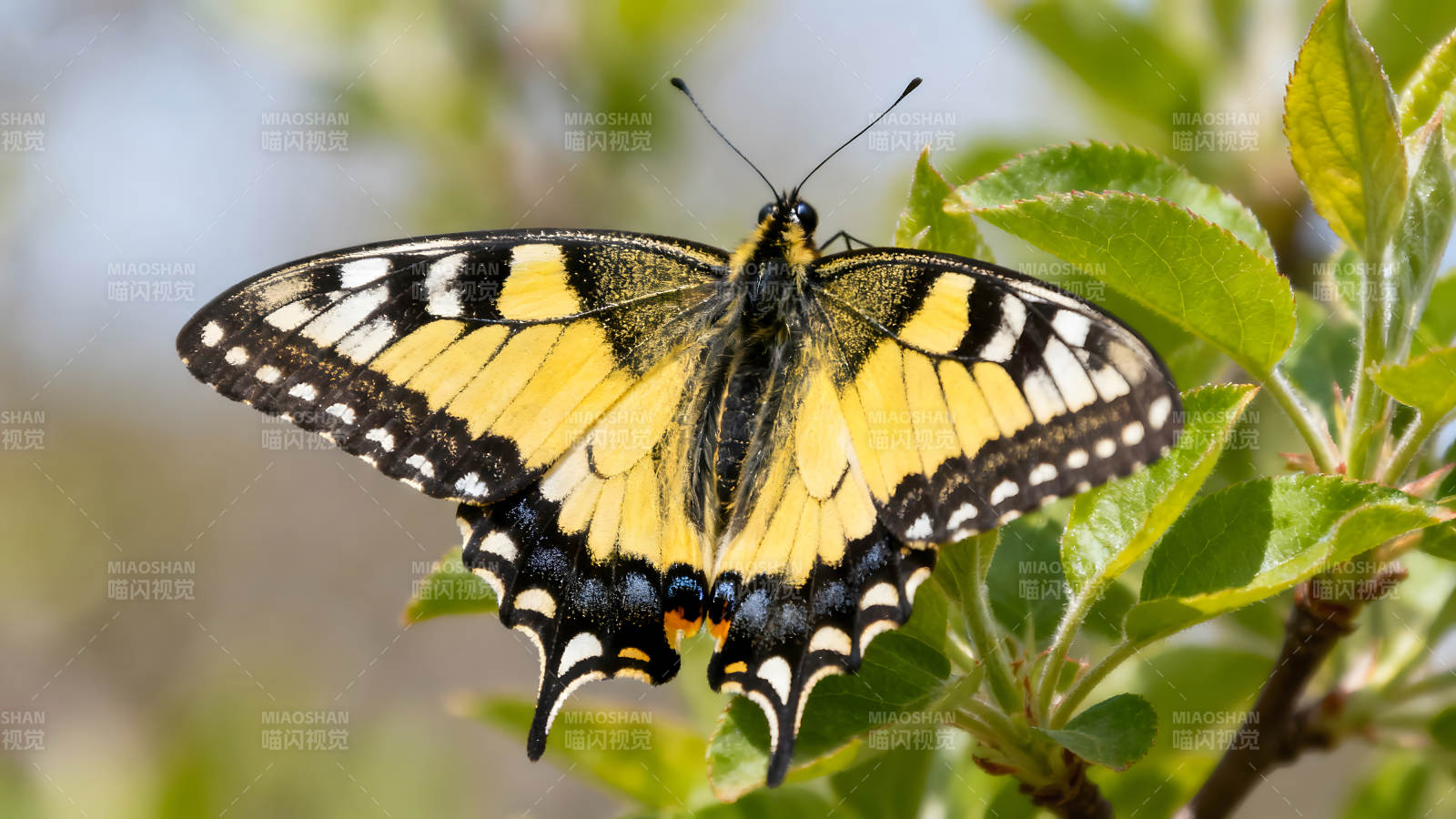 蝴蝶停在绿叶上展开翅膀图片