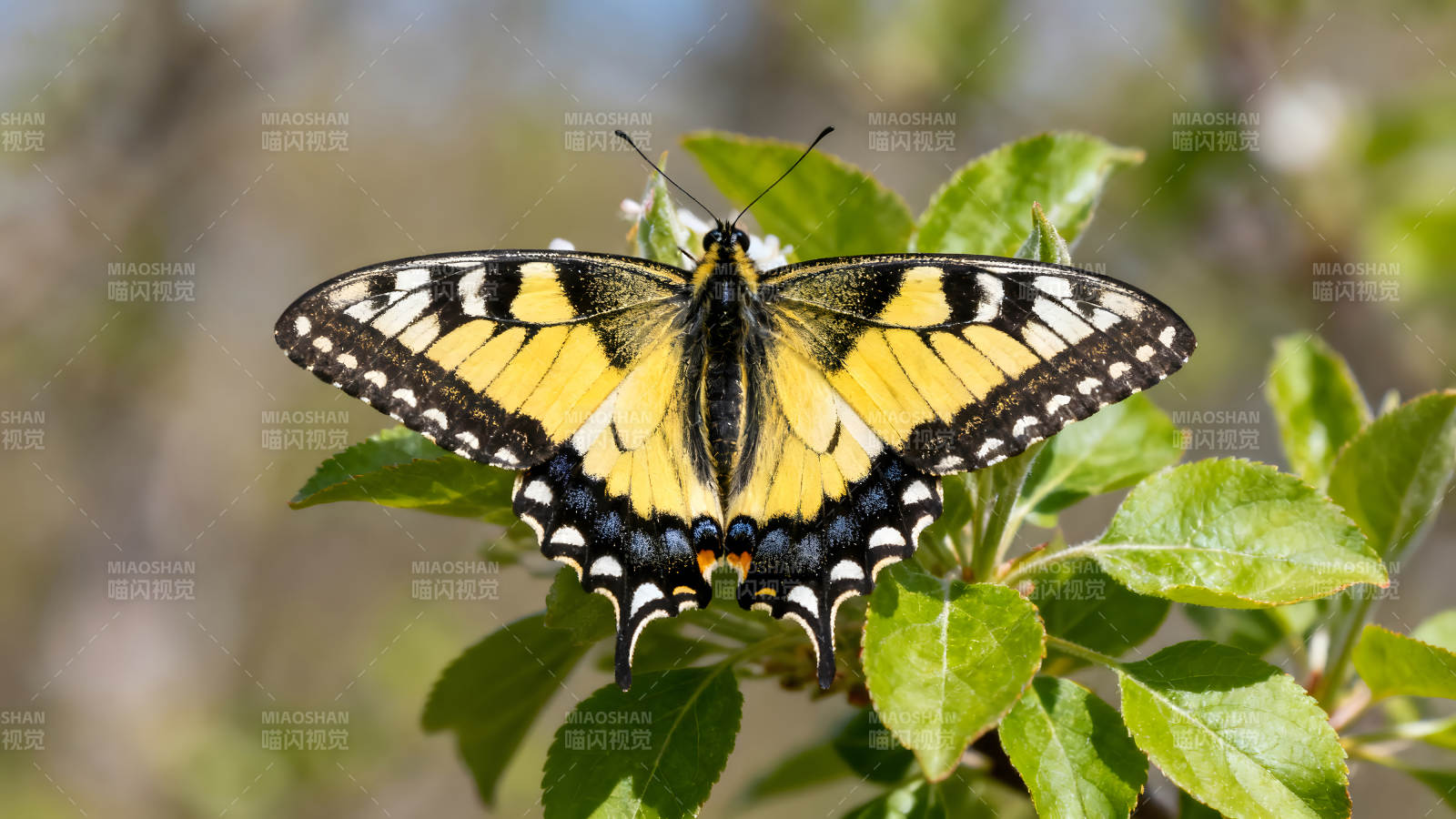 美丽的黄黑蝴蝶停在绿叶上图片