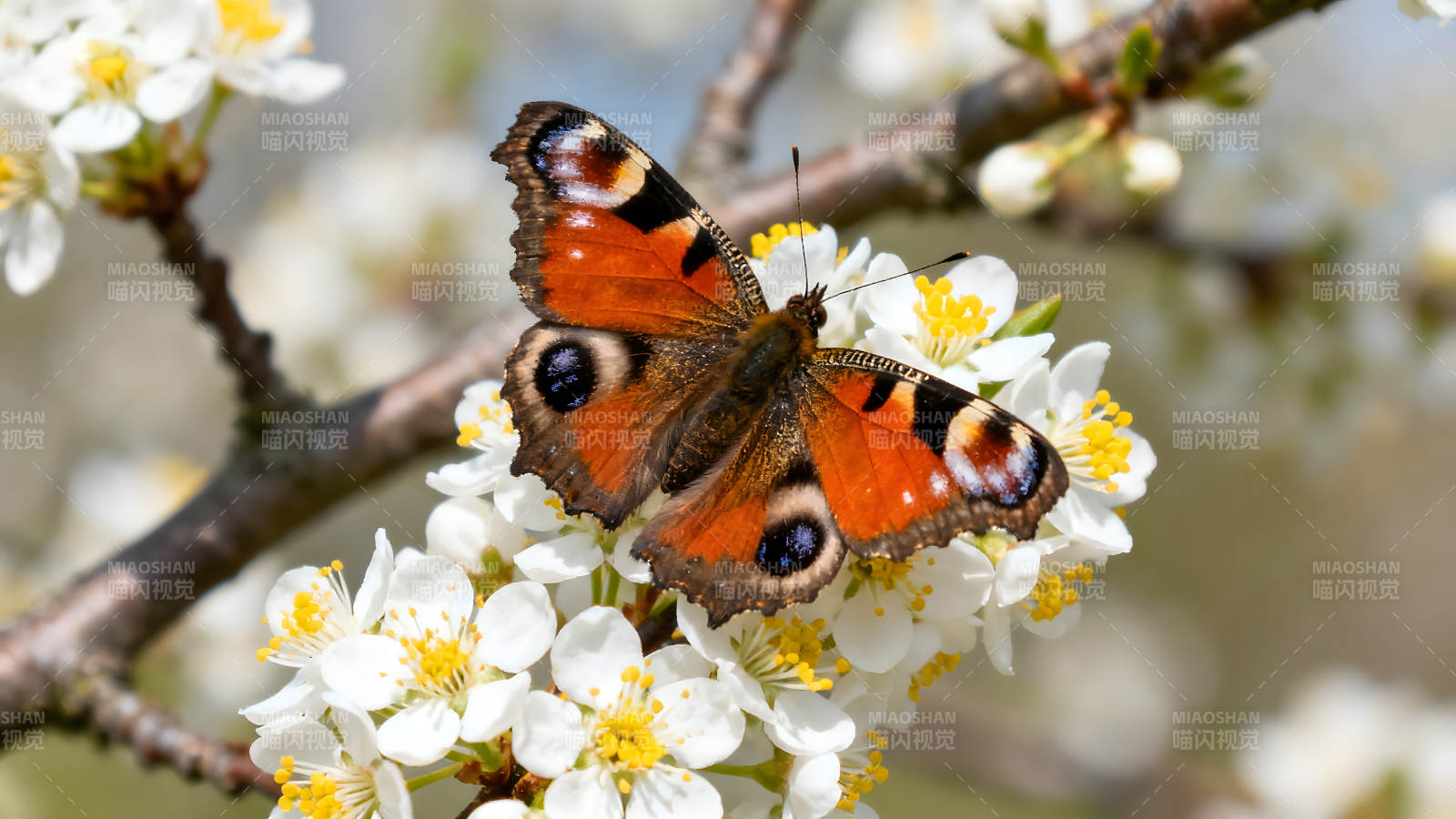 蝴蝶栖息在盛开的白花上图片