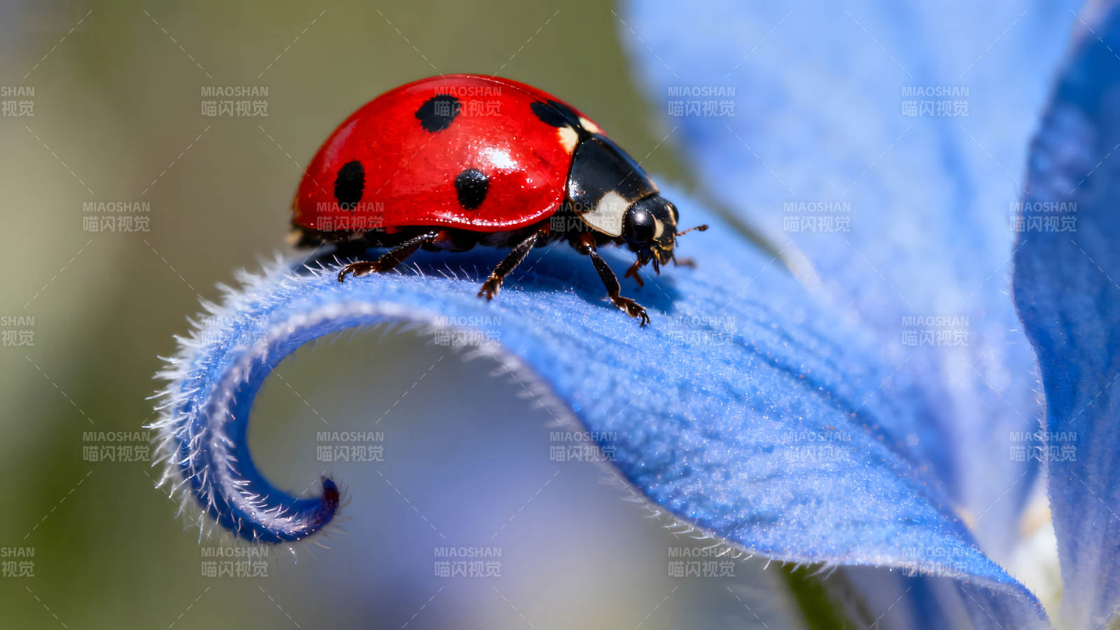 瓢虫憩息在蓝色花瓣上图片