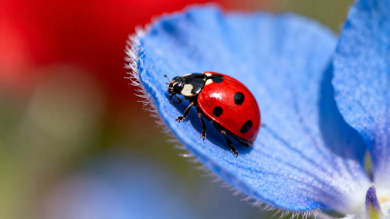 瓢虫在蓝色花瓣上休息图片