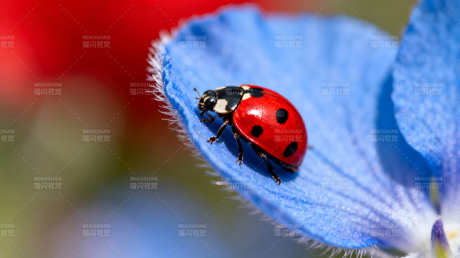 瓢虫在蓝色花瓣上休息图片