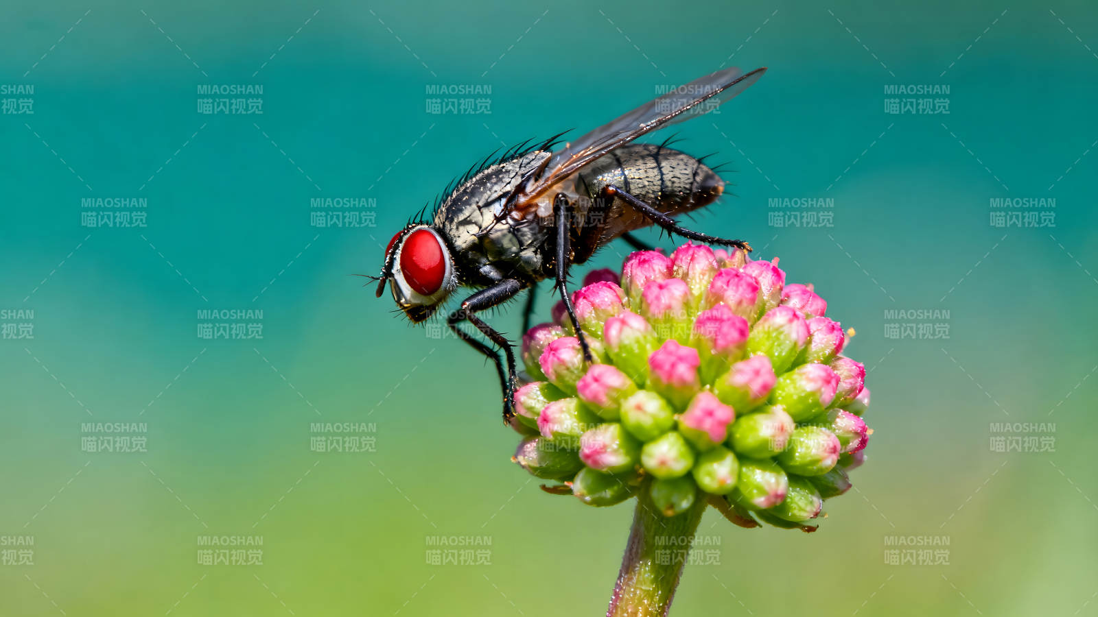 苍蝇栖息粉色花朵上图片