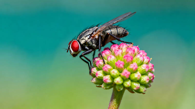 苍蝇栖息粉色花朵上图片