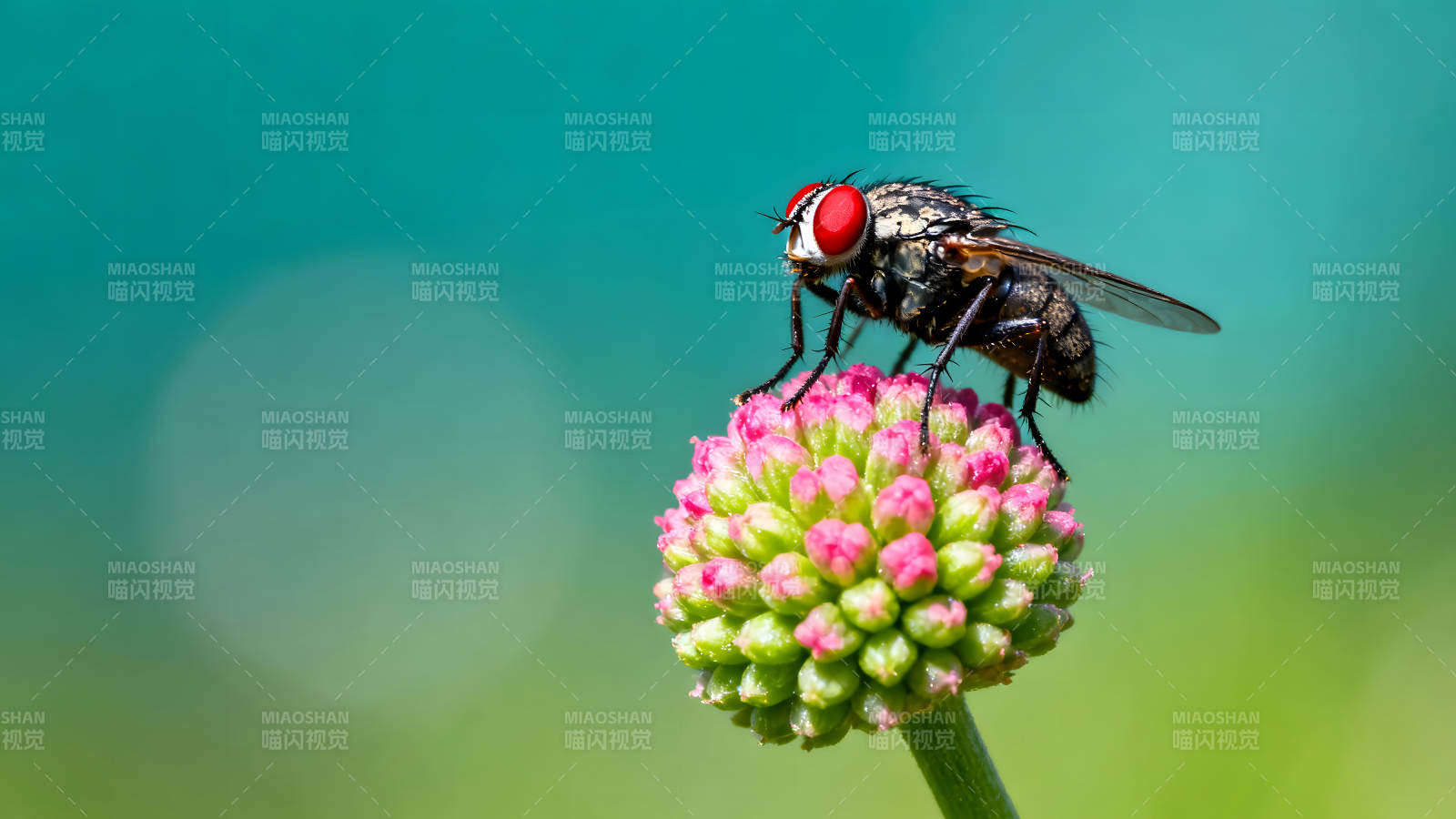 苍蝇停在花朵上特写镜头图片
