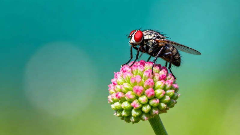 苍蝇停在花朵上特写镜头图片