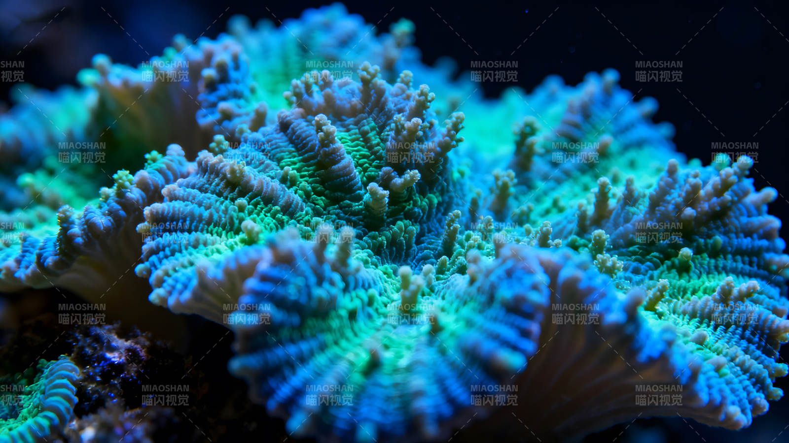 珊瑚礁特写展现蓝色和绿色图片
