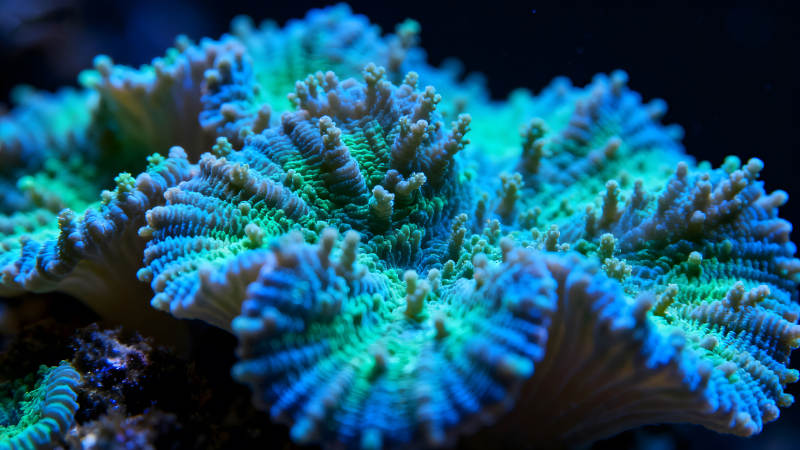 珊瑚礁特写展现蓝色和绿色图片