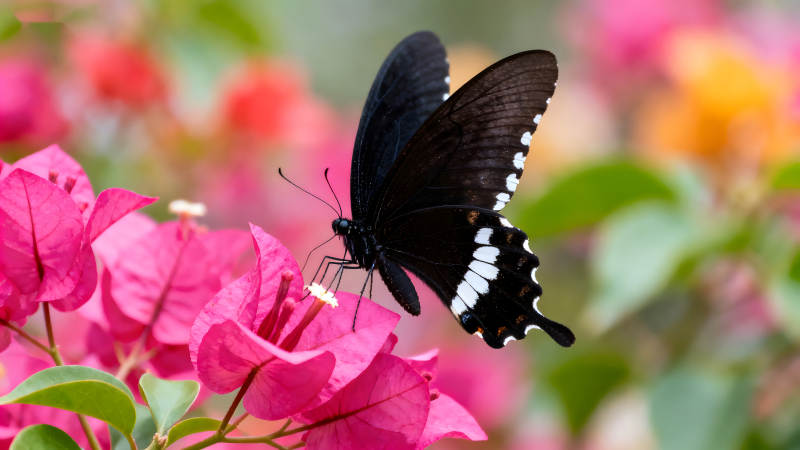 黑蝶粉花相映成趣图片