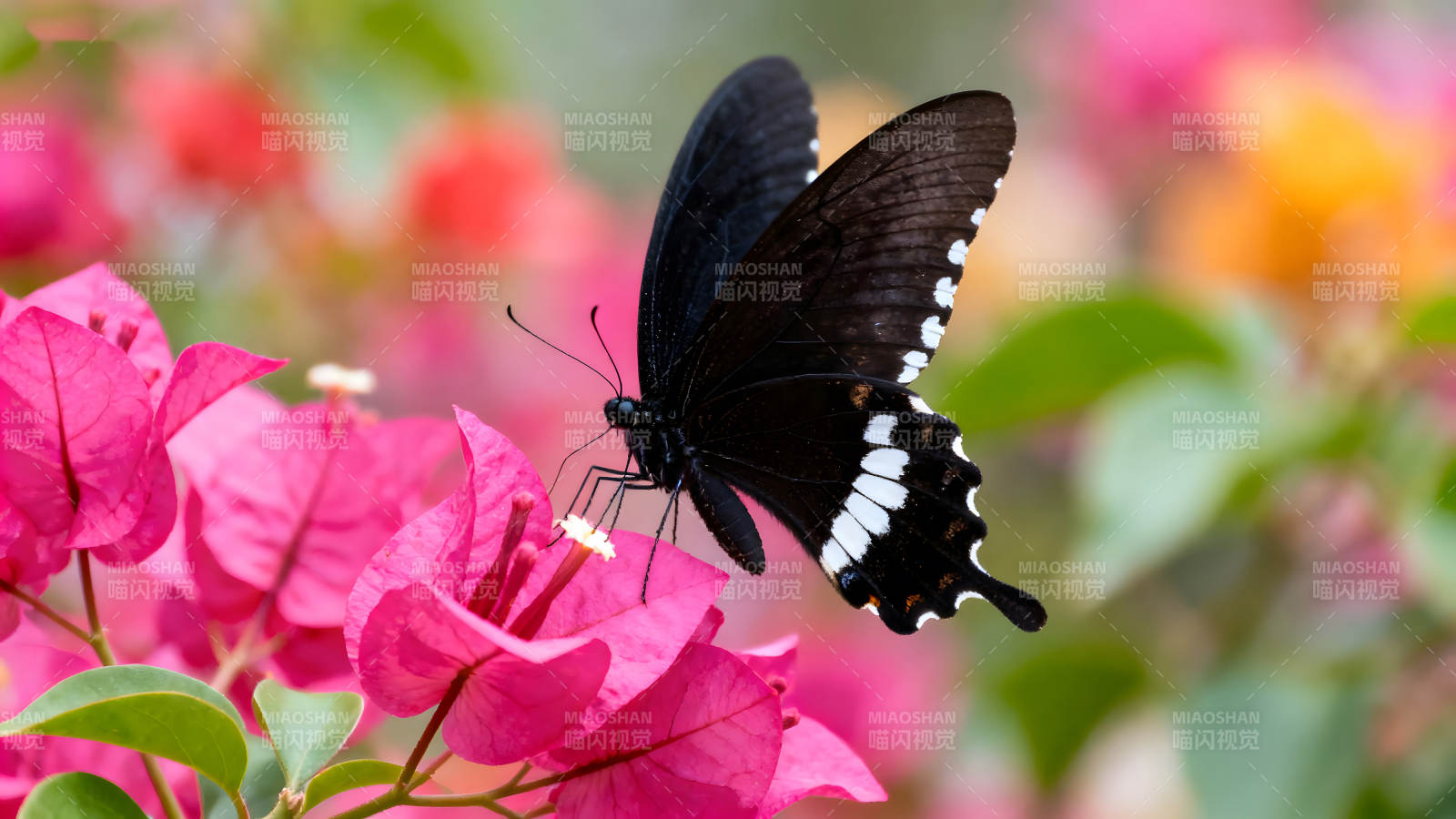 黑蝶粉花相映成趣图片