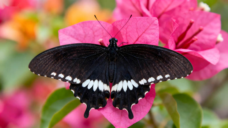 黑蝴蝶停在粉色花朵上图片
